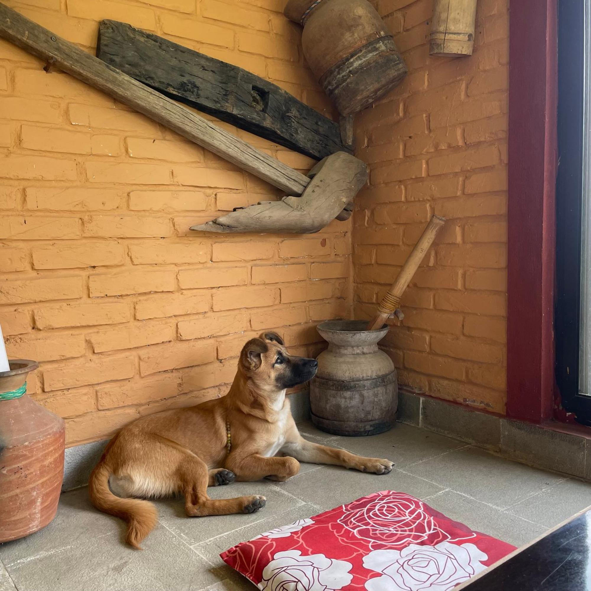 Himalaya Serene View Guest House & Farm Stay Deorāli Exterior foto
